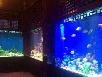 上海大型海鲜鱼缸制作设计工厂与影视节目策划 花鸟鱼虫市场的跨界融合